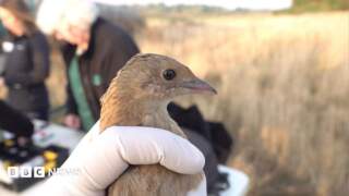 Yorkshire conservationists hopeful for corncrake comeback