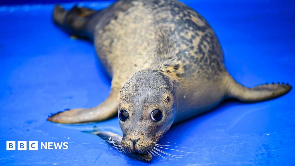 Seal of approval for Scarborough tea treatment