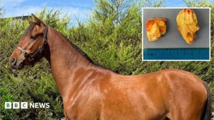 Bradford horse found with two ‘teeth’ in its ear seeks new home