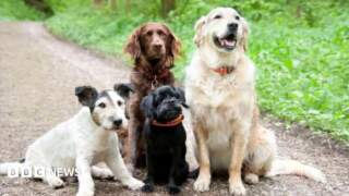Wakefield dog daycare business loses appeal over barking