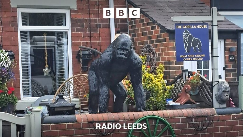 Caesar the gorilla returns home to Yorkshire